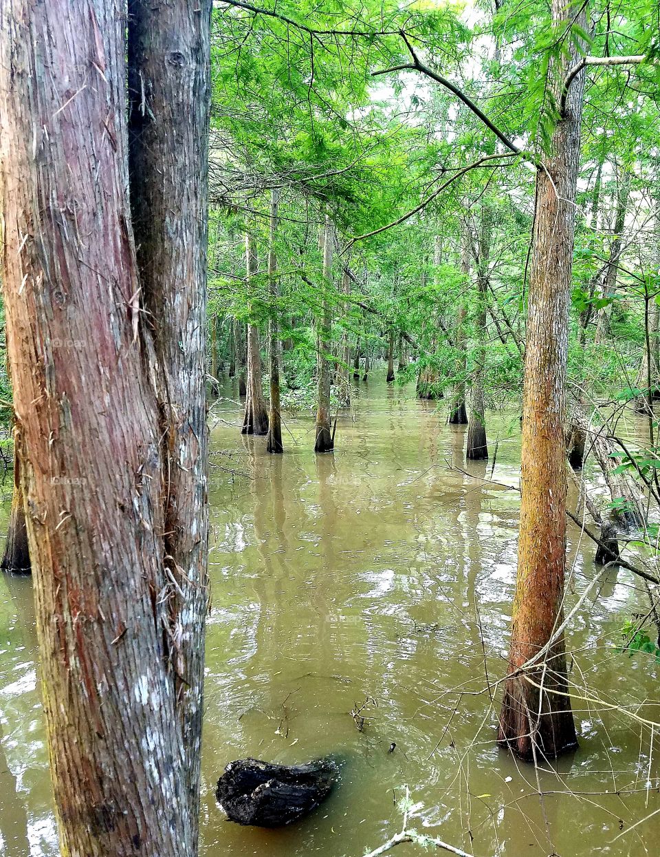 Trees up to their knees in the bayou