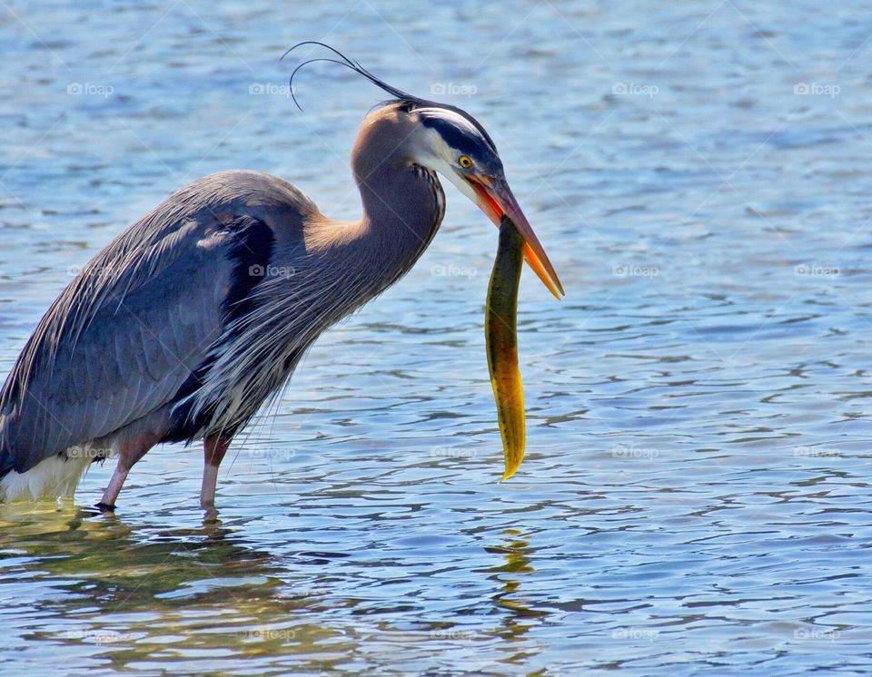 Great blue heron caught an eel