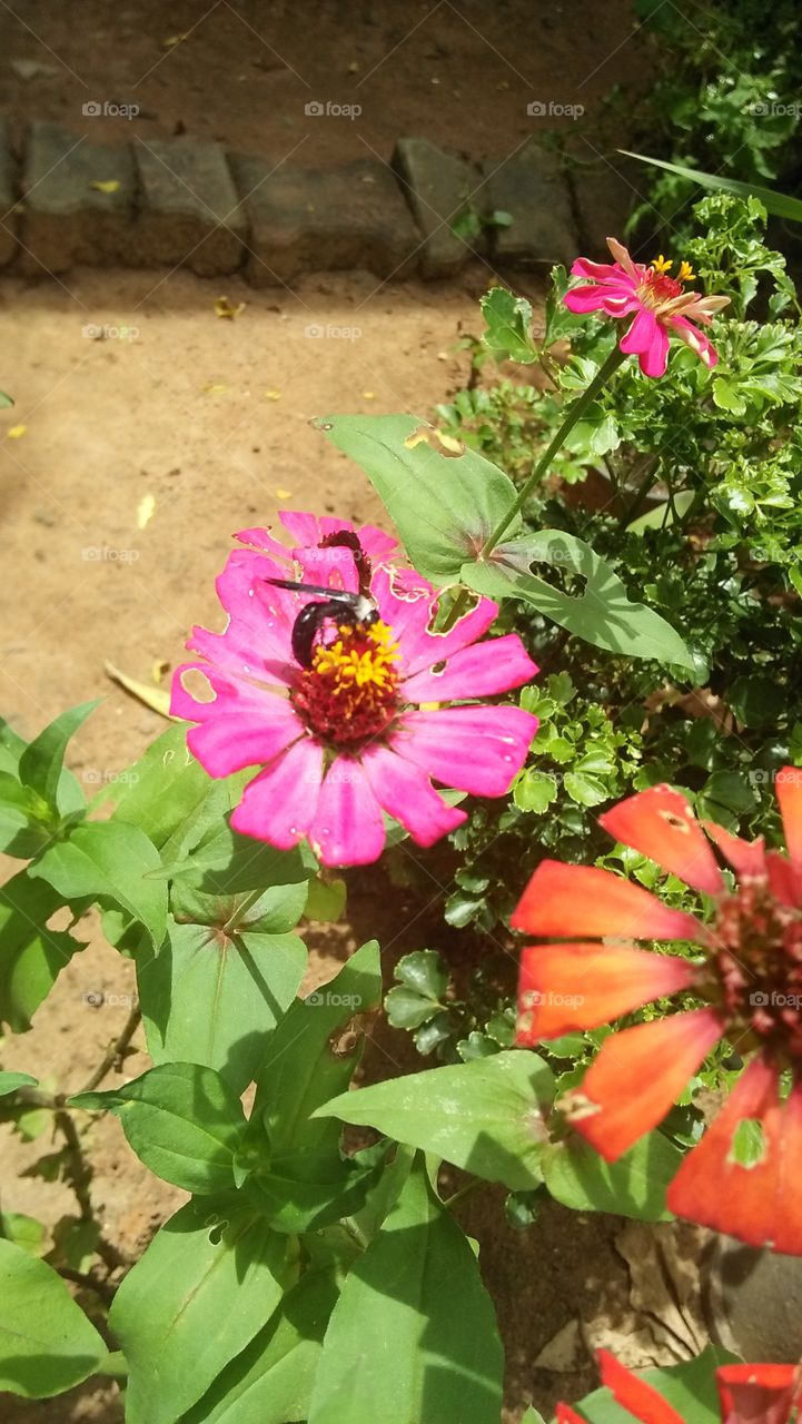 flower n bee