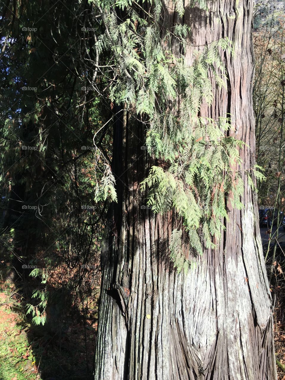 Goldstream Provincal Park