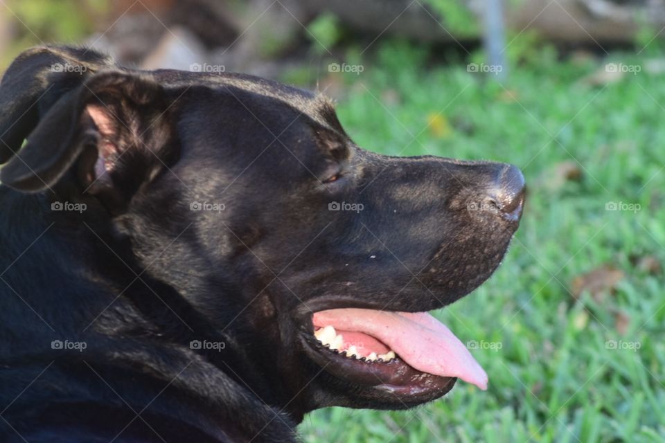 Black American Staffordshire Terrier 