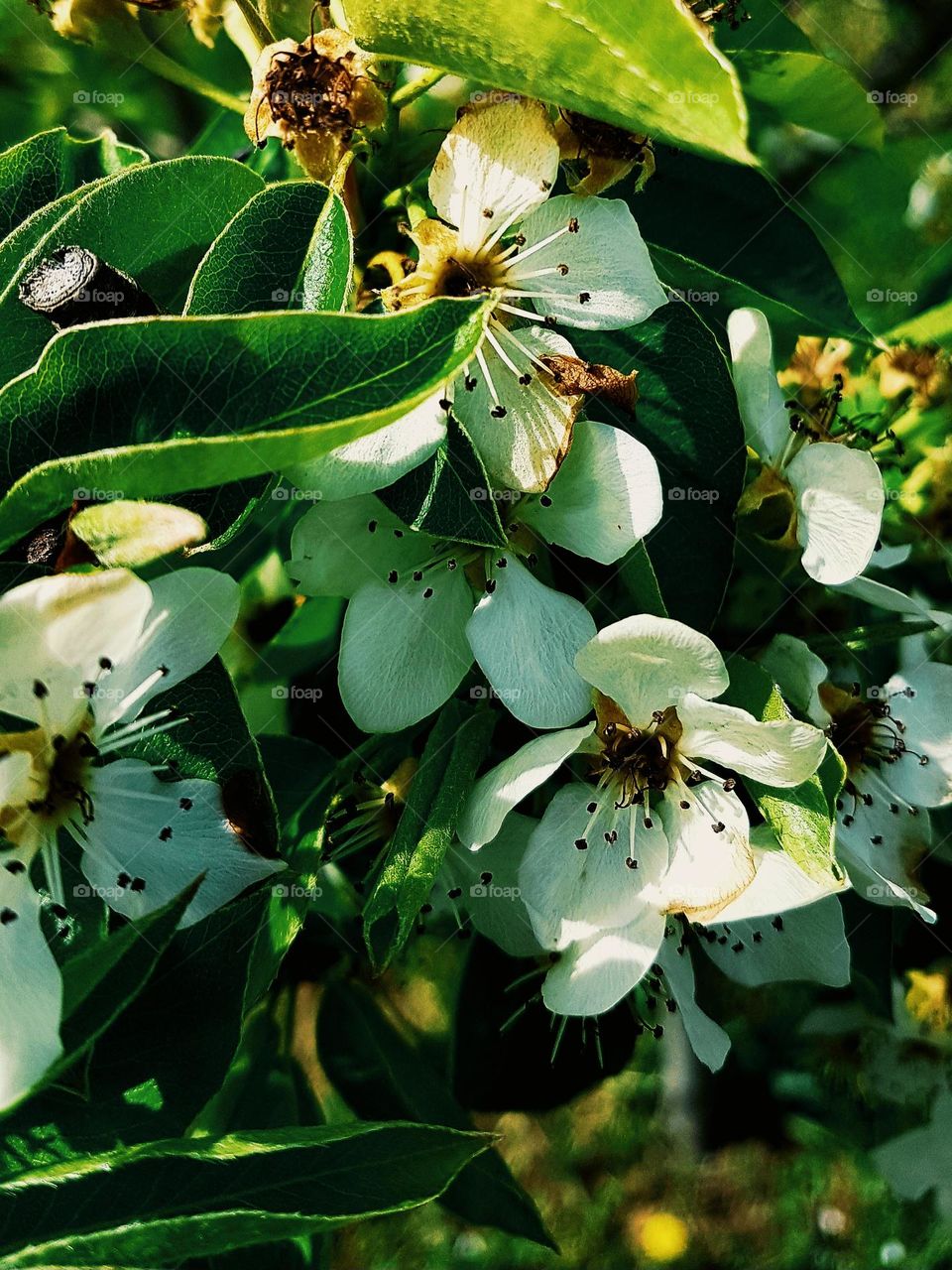 tree flower