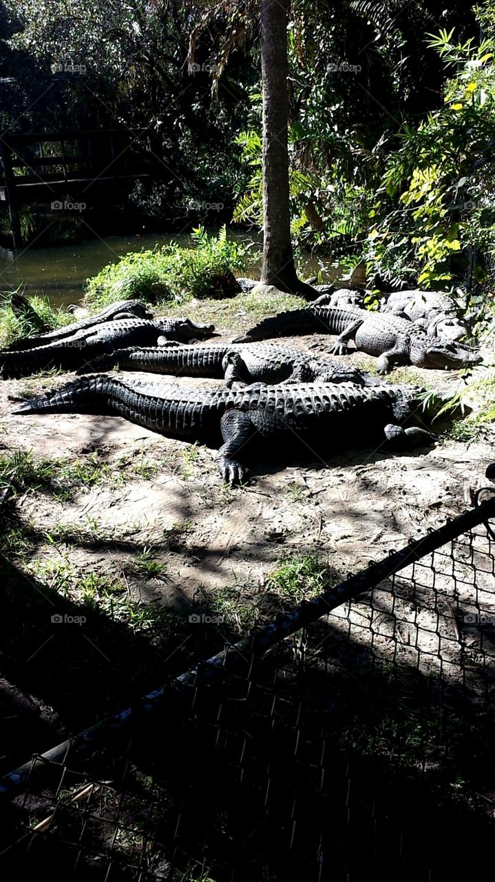 gators. alligators at the zoo