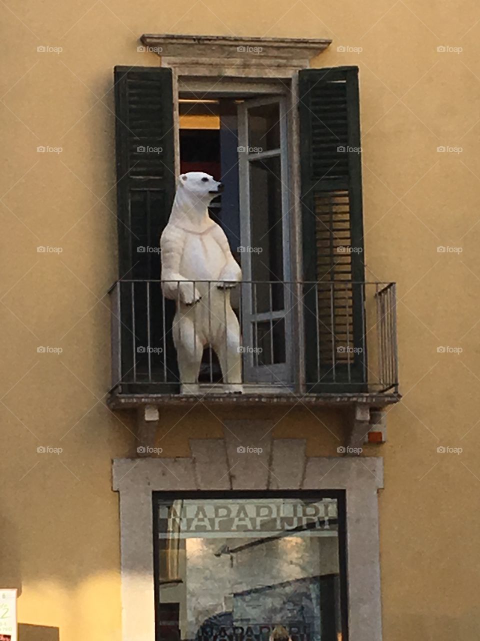 Verona Italia 

A Bear ! ! !

A Ice Bear

Ha Ha but why.