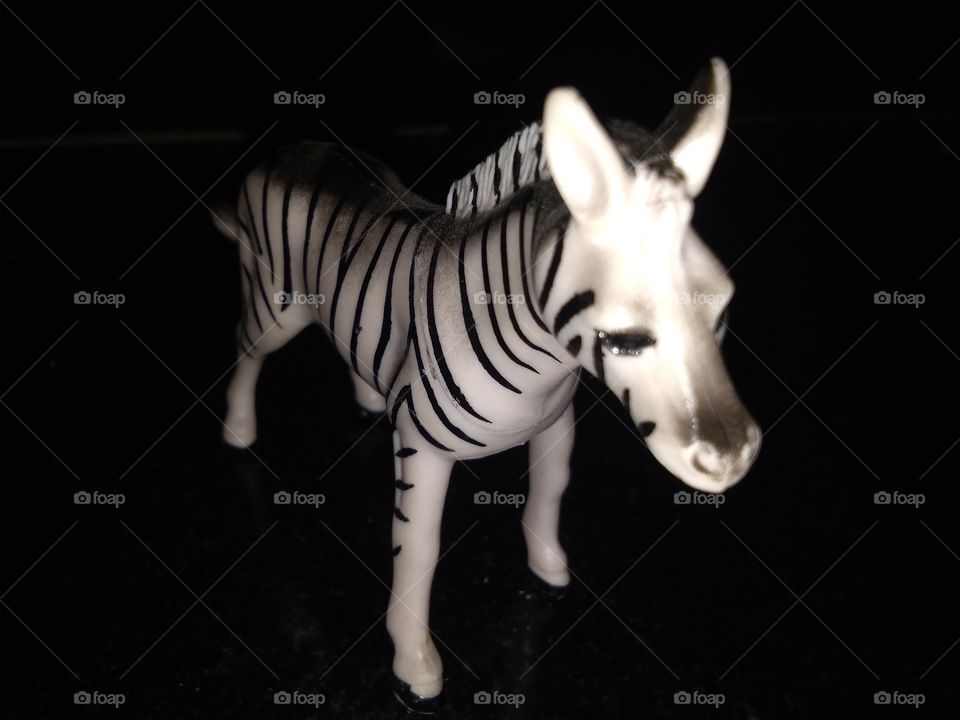 zebra