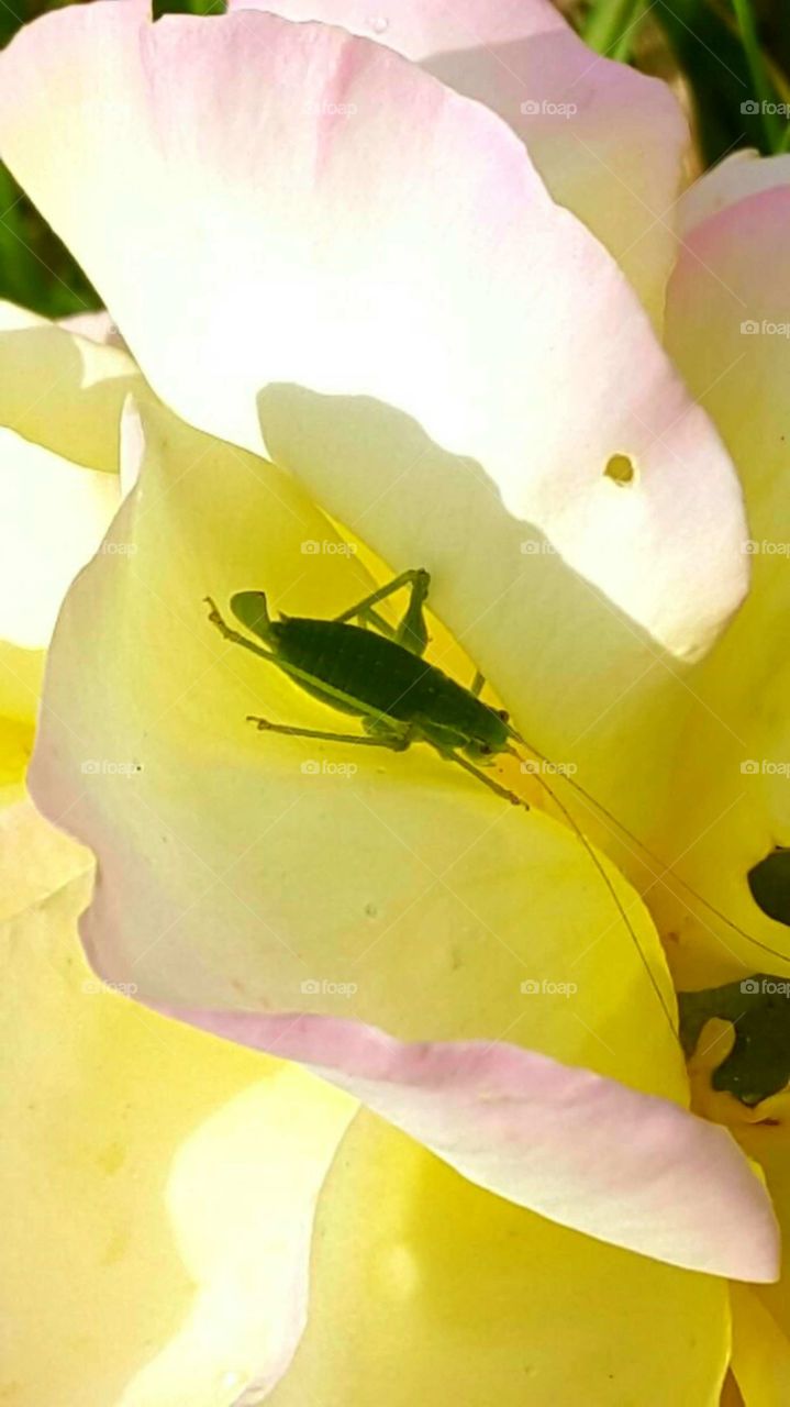 Rose und Heuschrecke