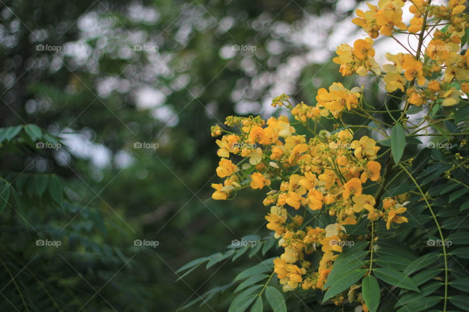 Beautiful yellow coloured flowers
