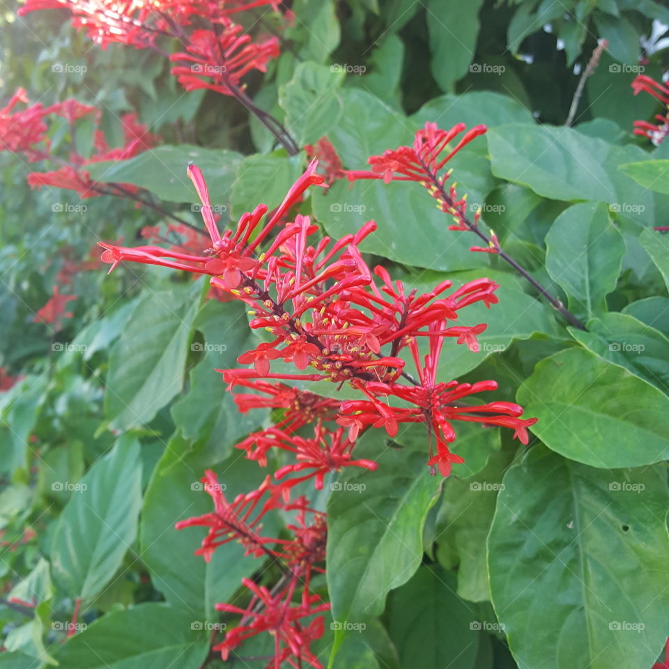 this red flowers look like needles to me but I love them and it's a tropical plant.