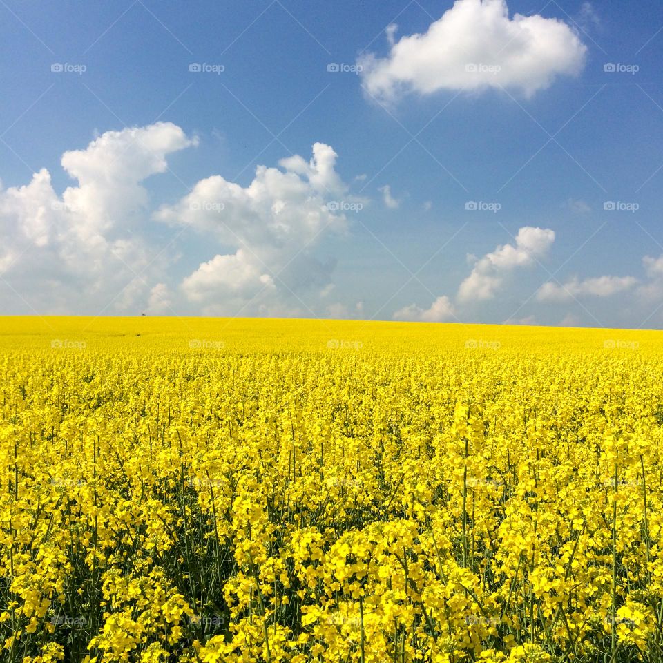 Yellow rapeseed field with blue sky with clouds. Reminiscent of the Ukrainian flag.