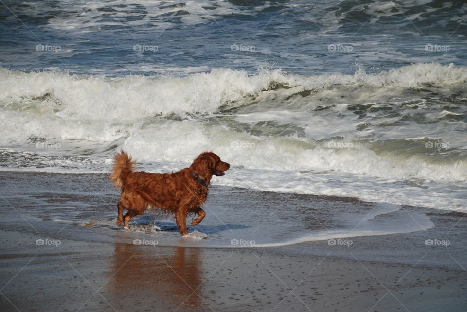 Chasing birds at the beach