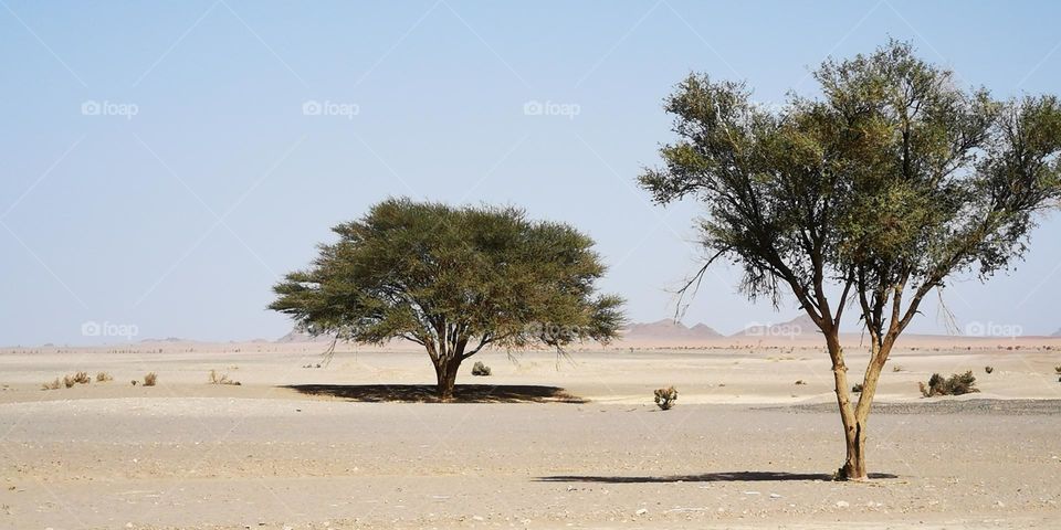 The scarcity of water in the desert causes dry and hot nature