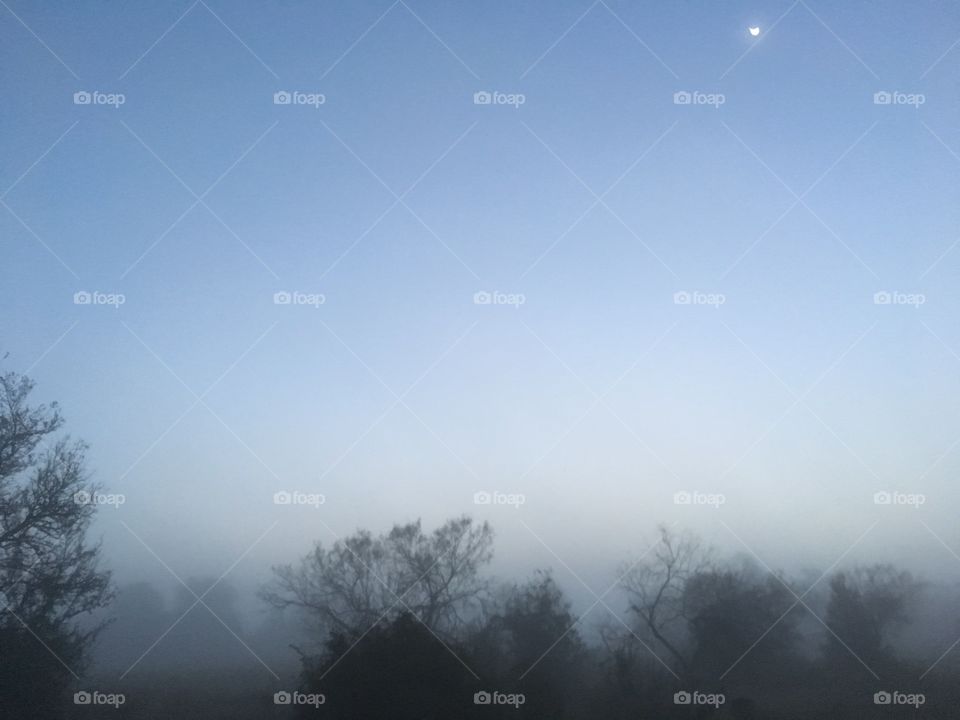 Morning Fog