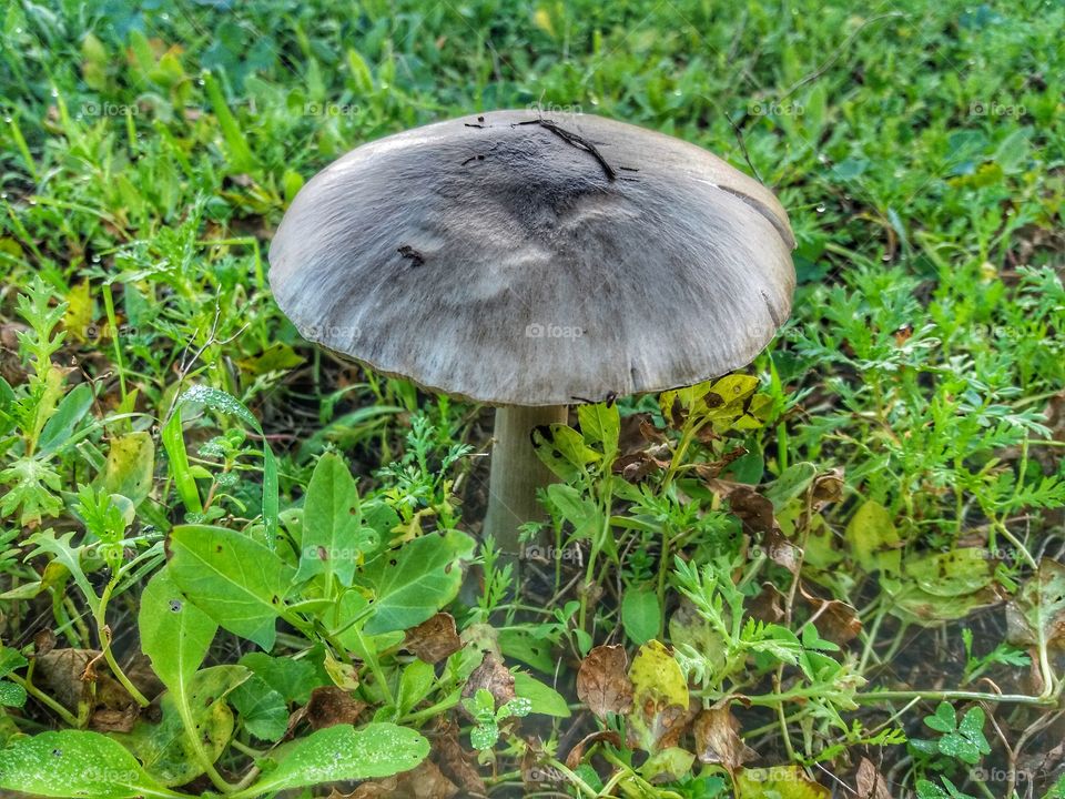 Just a mushroom shape!