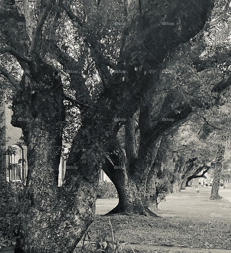 Beautiful trees lined up 