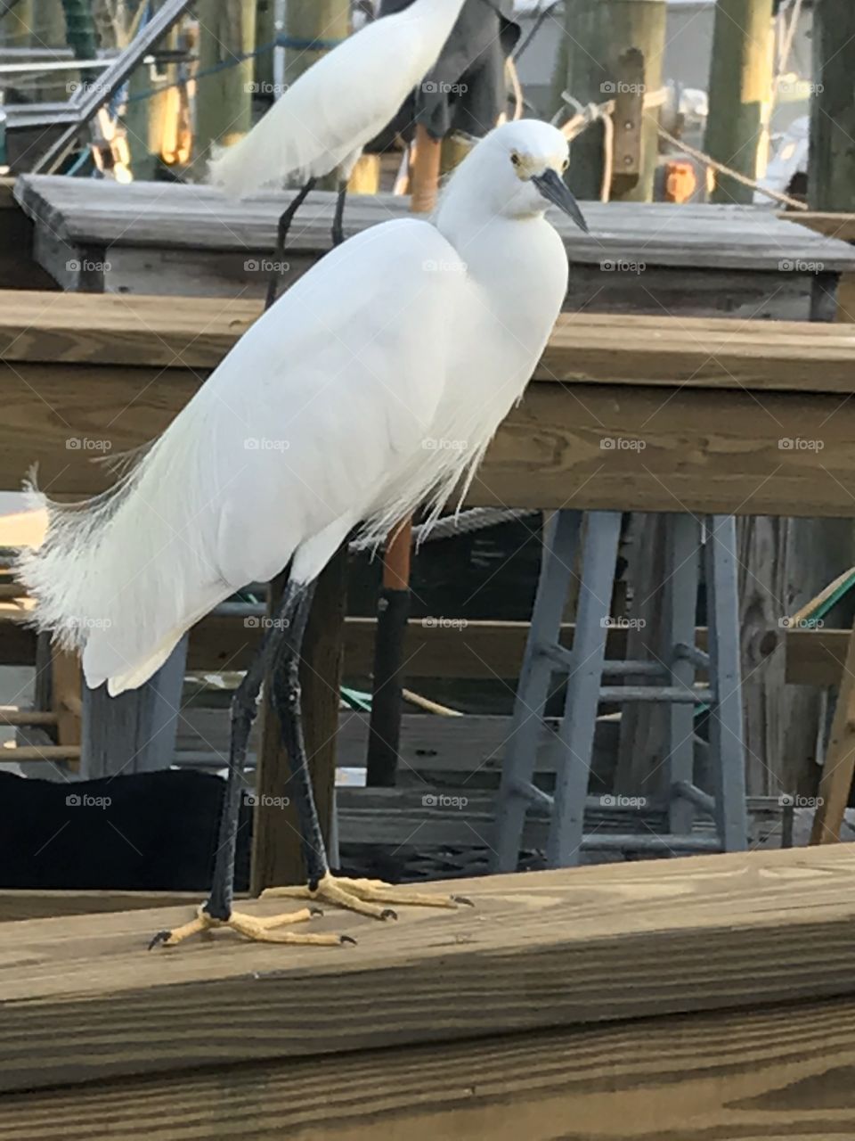 Feathery Florida white bird
