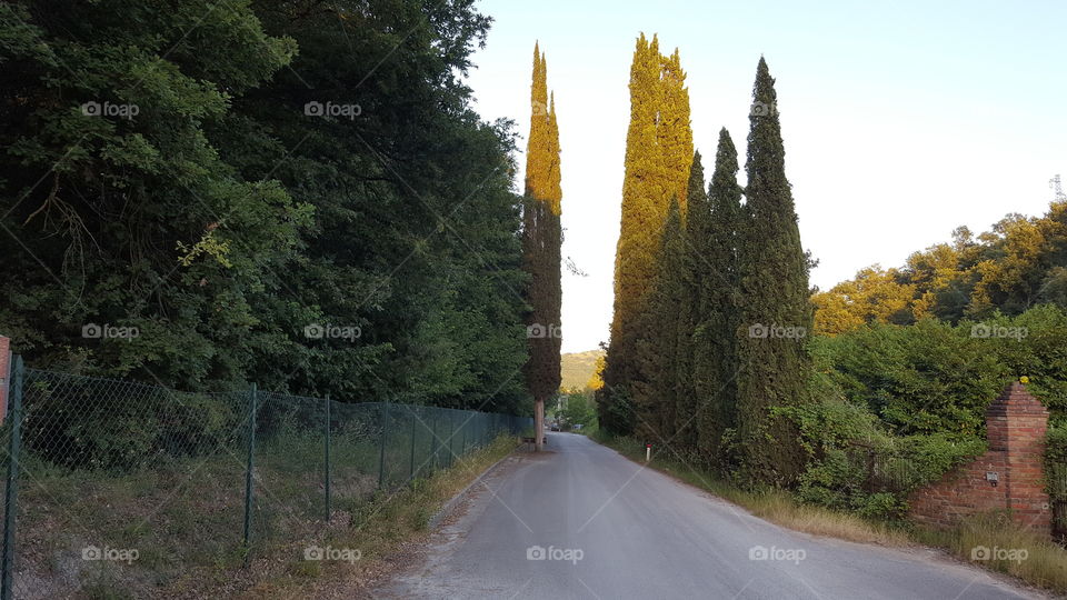 No Person, Road, Tree, Outdoors, Landscape
