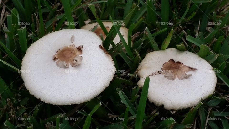 2 Fungus 