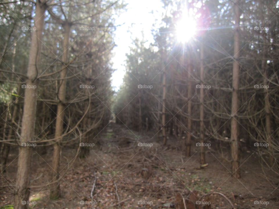 Avenue Of Trees