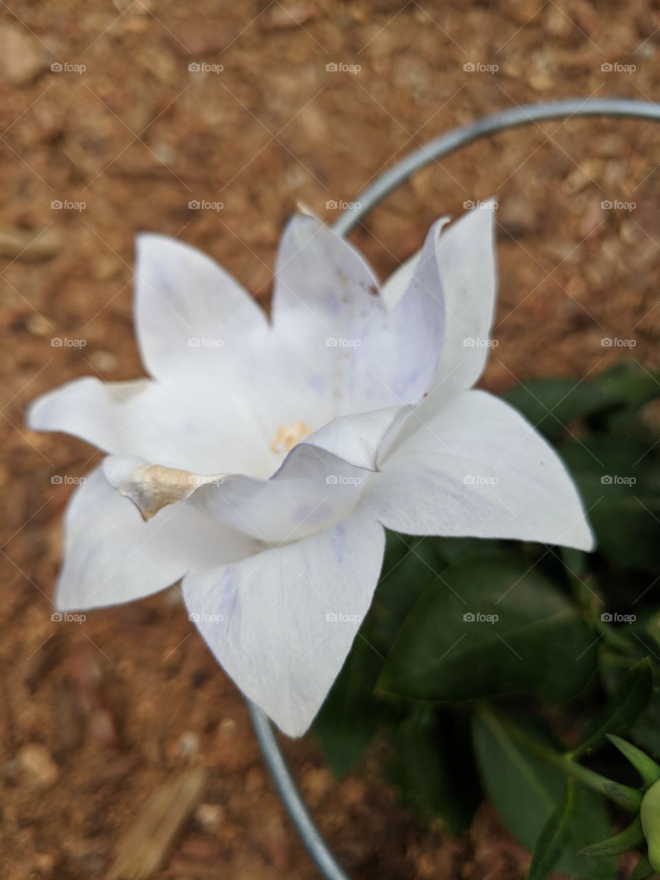 A small white flower captured in my own garden. For anyone who likes elegance and beauty, this one will definitely have a nice spot in your collection!