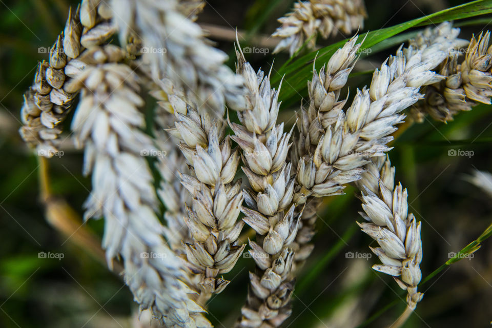 Close-up of wheat crop