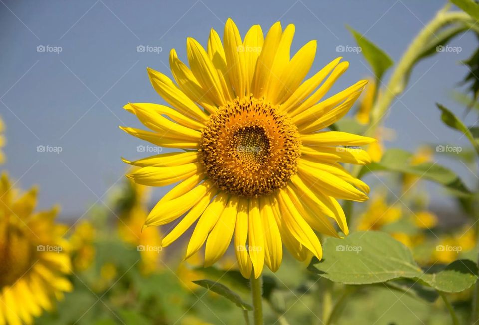 Sunflower. Sunflower in the field