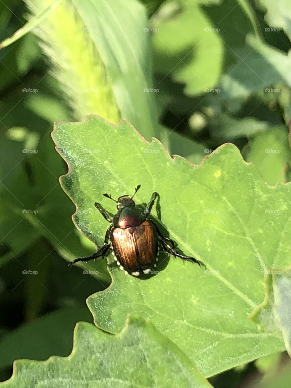 Japanese beetle 