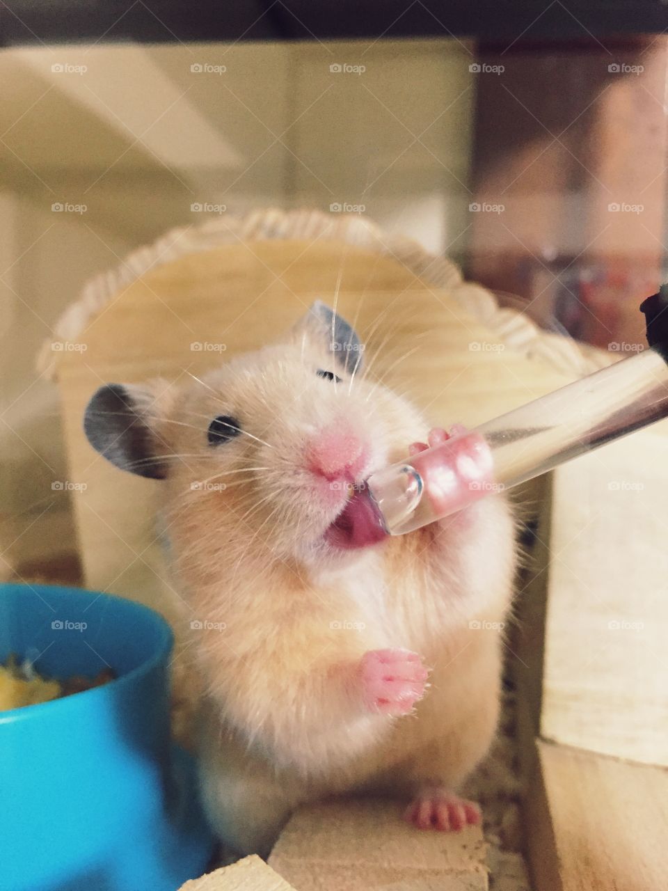 Mi little hamster drinking water