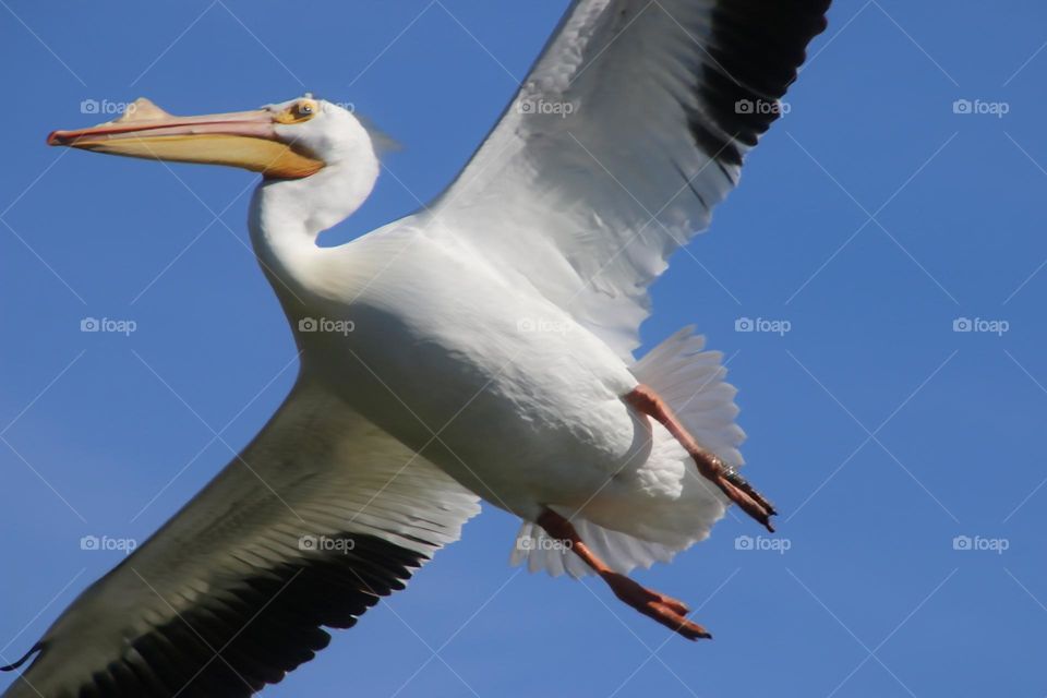 Pelican Flying Overhead