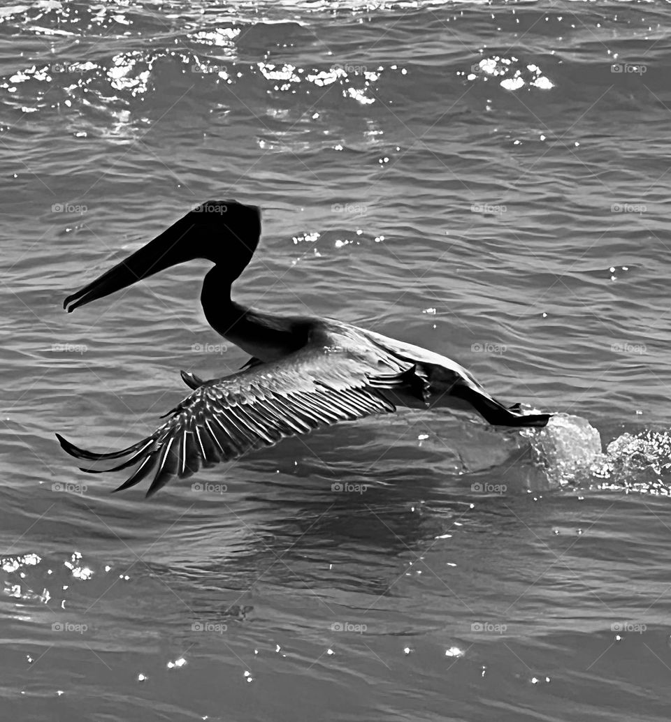 Bird watching mission. Black and white of a brown pelican taking off in the Gulf of Mexico. 