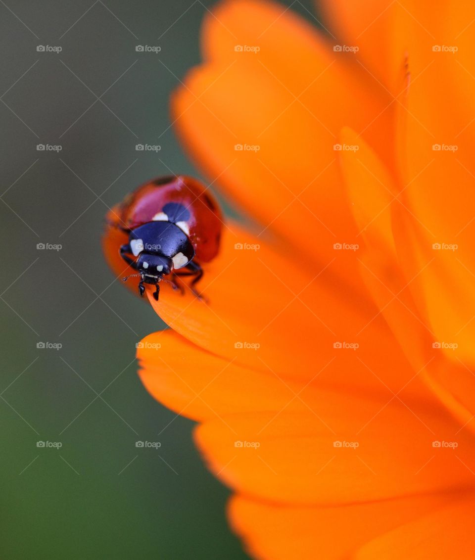 ladybug sitting on orange petal flower