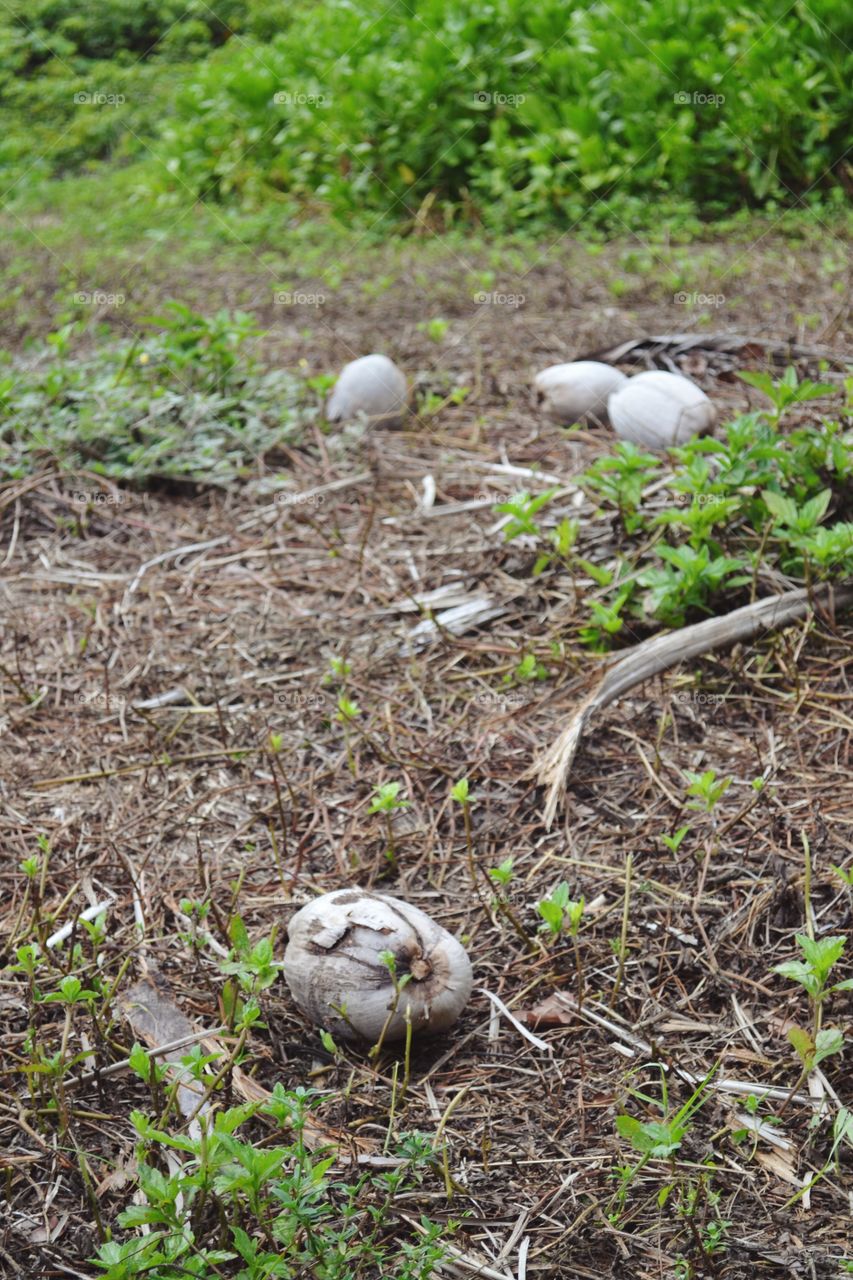 coconuts. coconuts