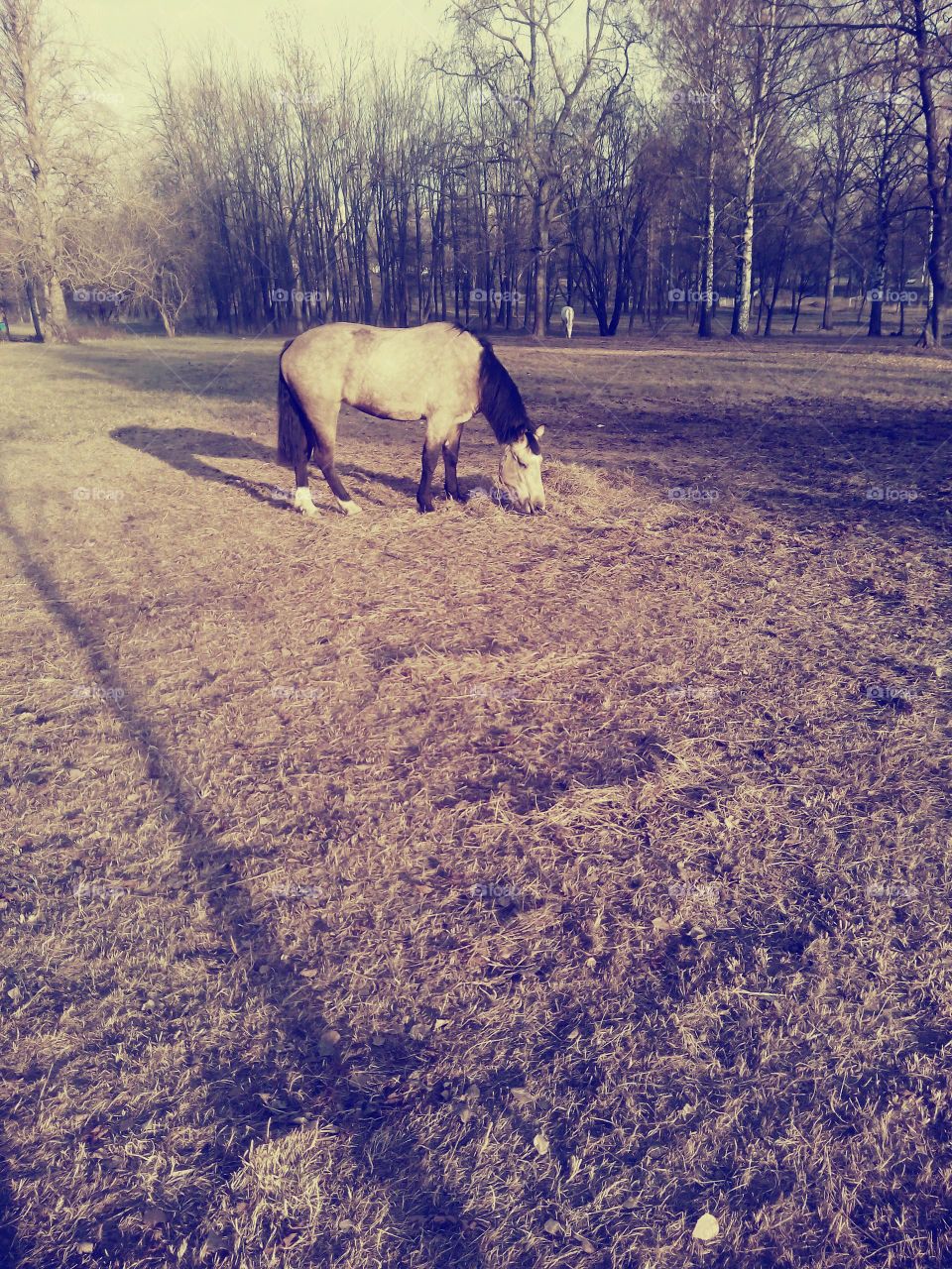 horse in park