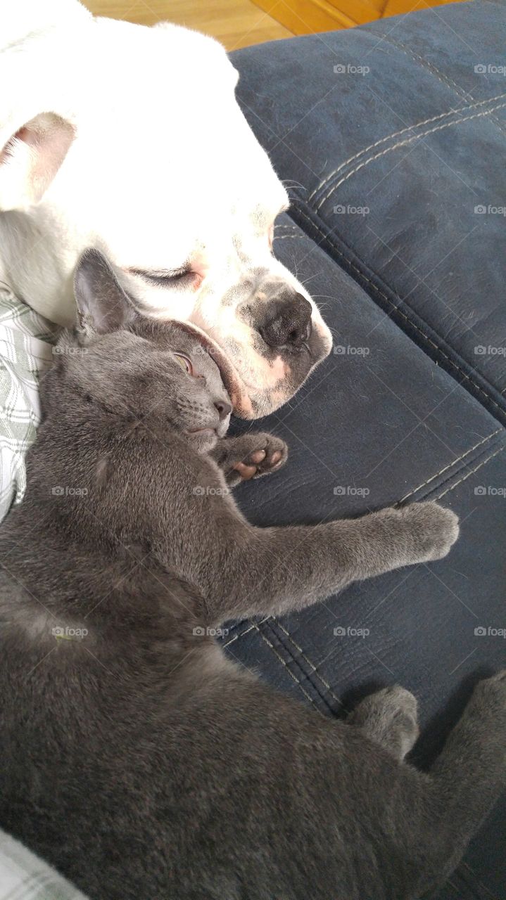 dog and cat sleep toogether