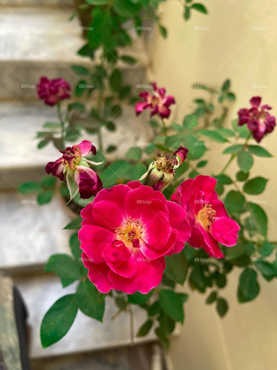 "A beautiful plant is like having a friend around the house." "A man doesn't plant a tree for himself. He plants it for posterity."