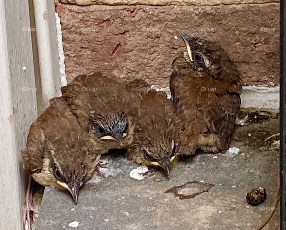 House Wren fledglings 