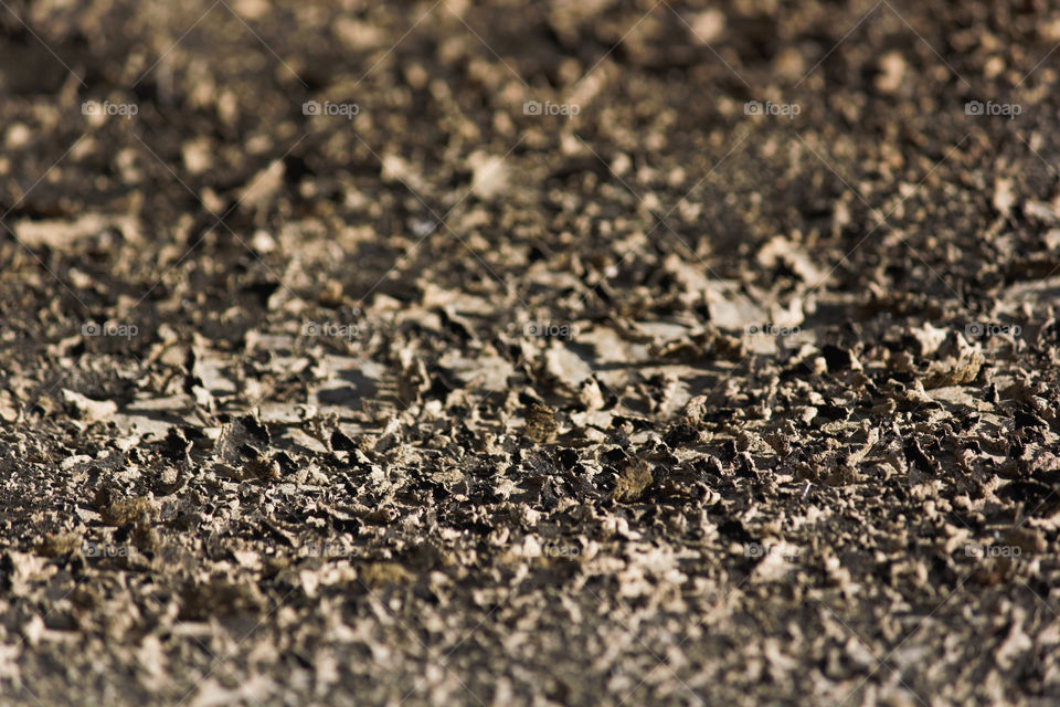 Dry Lichen Flakes On Flat Stone Surface, South Africa
