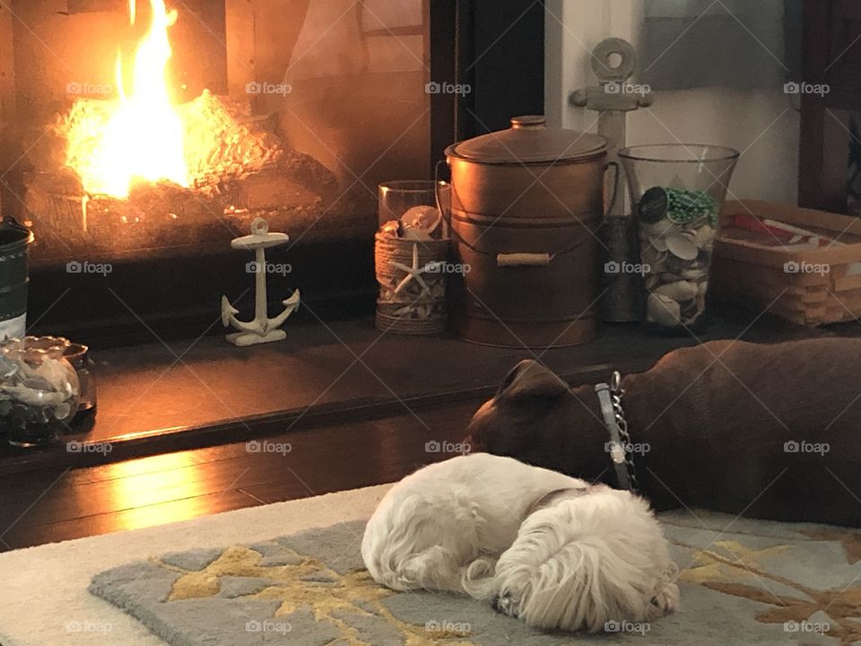 Dogs in front of fireplace 
