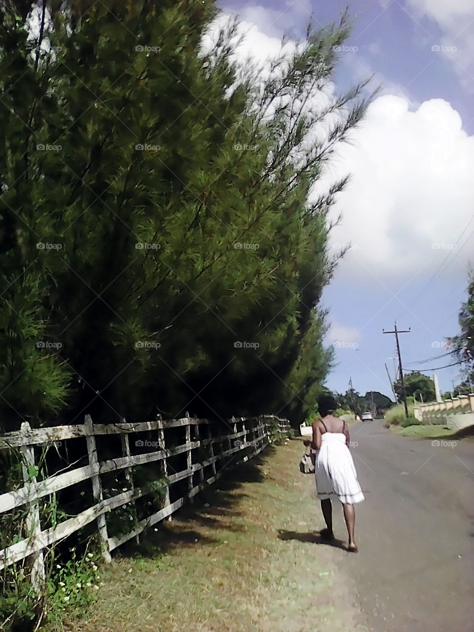 Tall willow Hedging