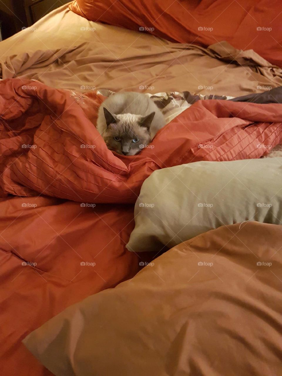 Bed, Bedroom, Pillow, Sleep, Blanket
