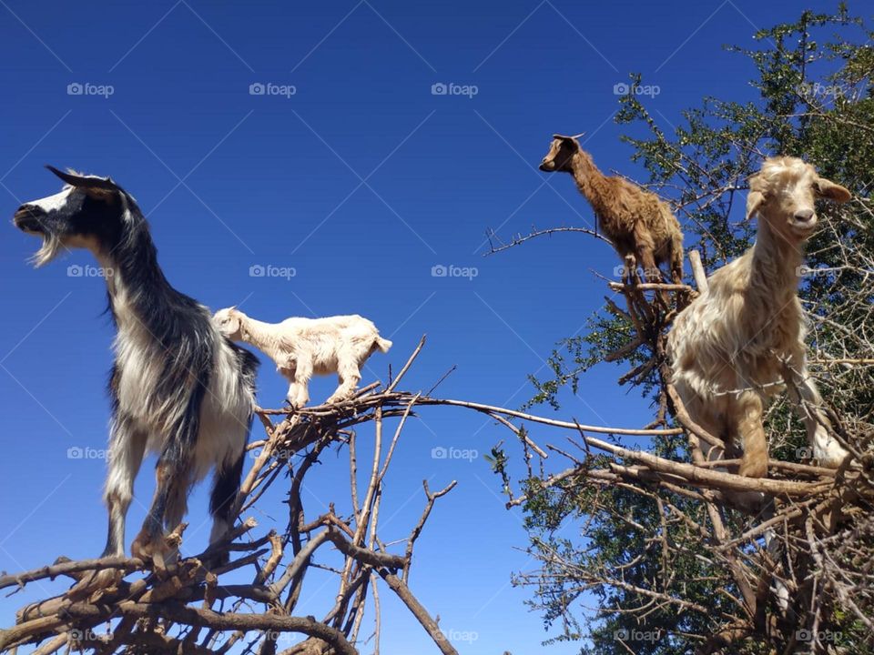 Beautiful goats on argania spinosa at essaouira City in Morocco.