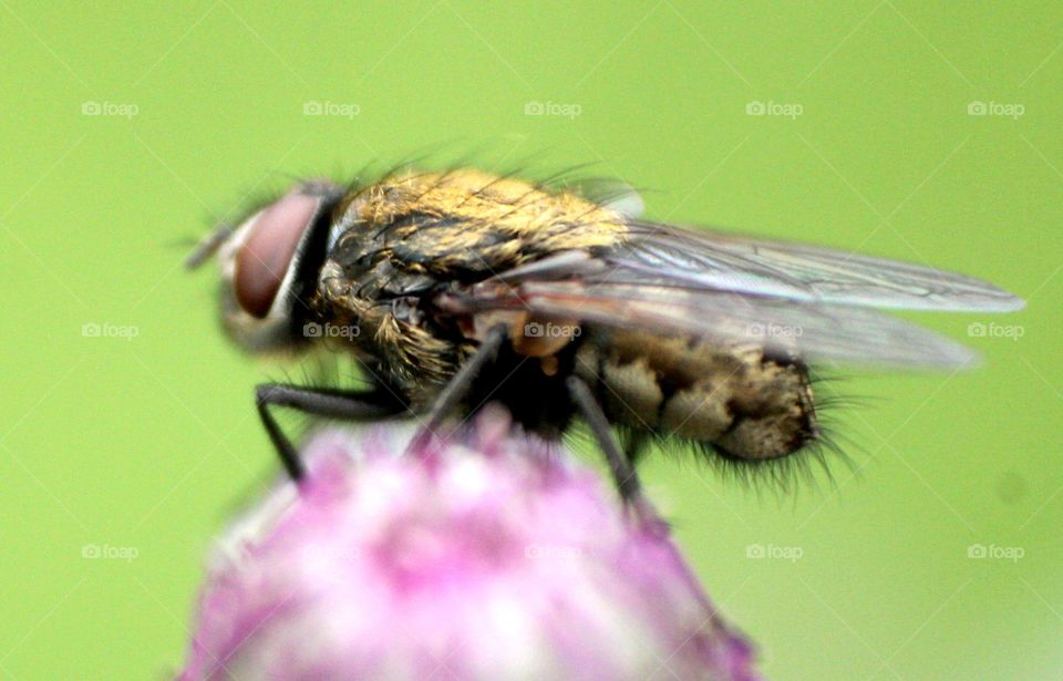 Insect, Fly, Animal, Nature, Wing