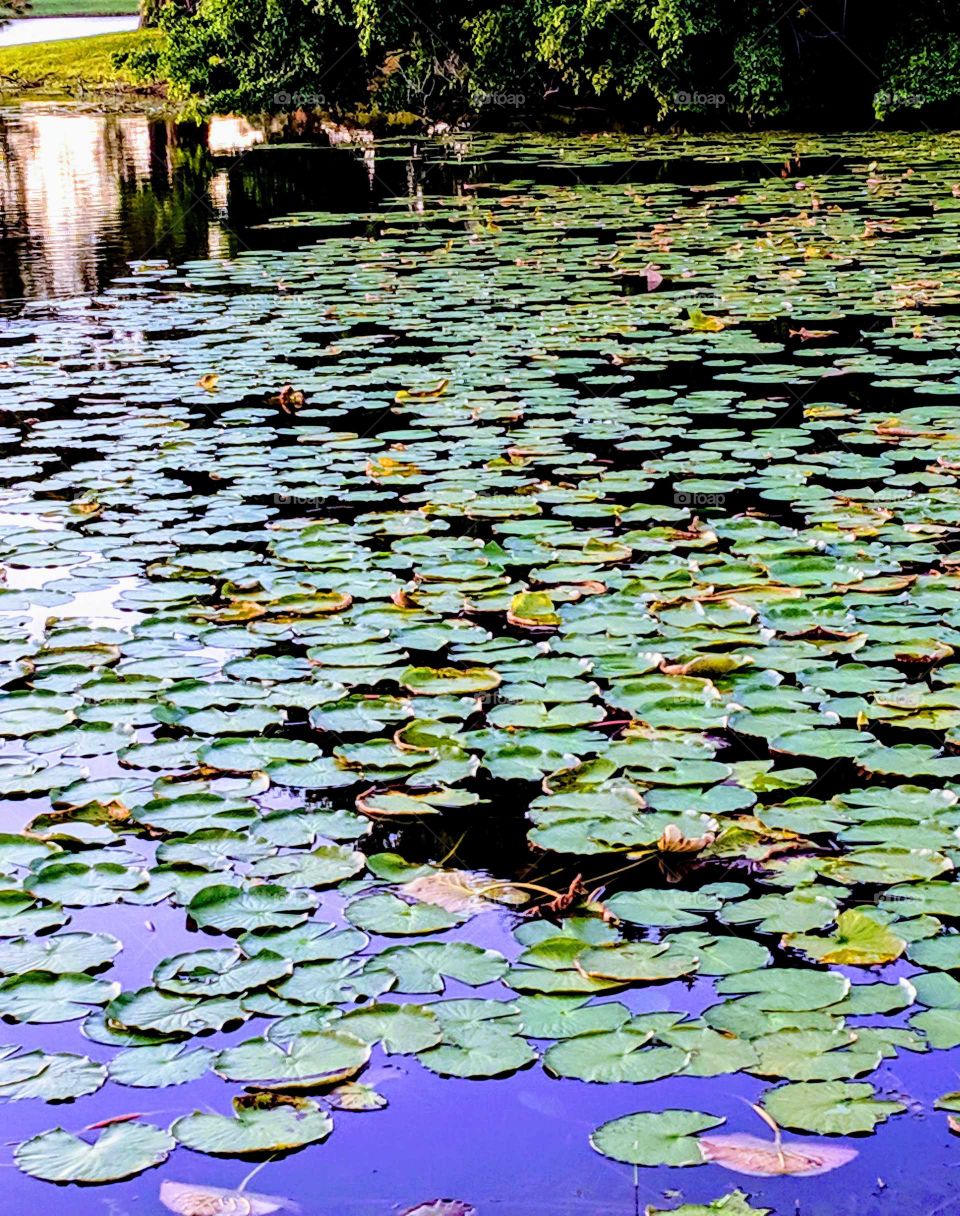 Lillypads on a Pond