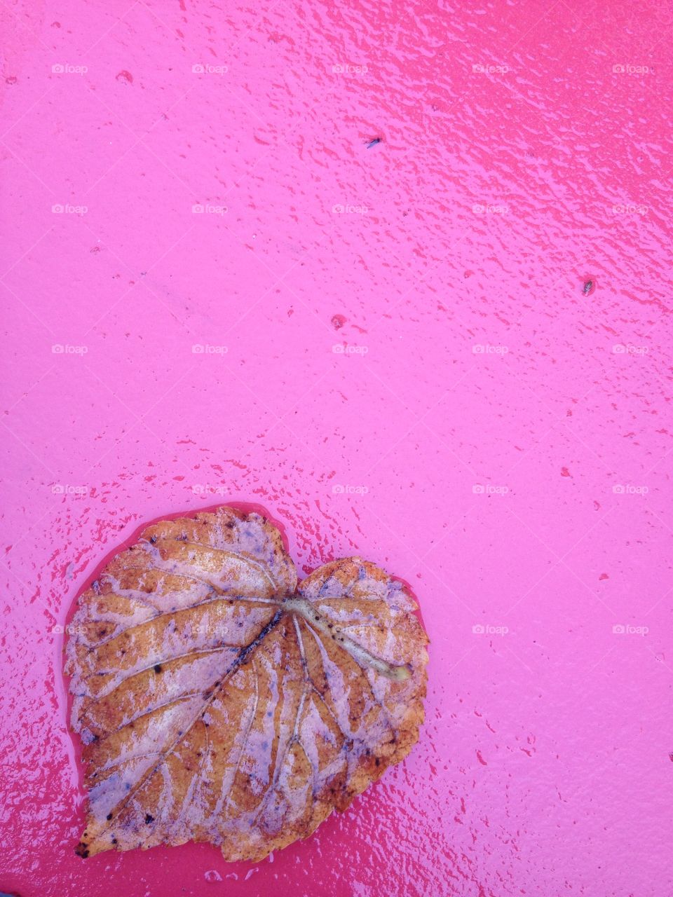 Leaf on top of pink wall. Autumn leaf sat on a pink wall one rainy day in November