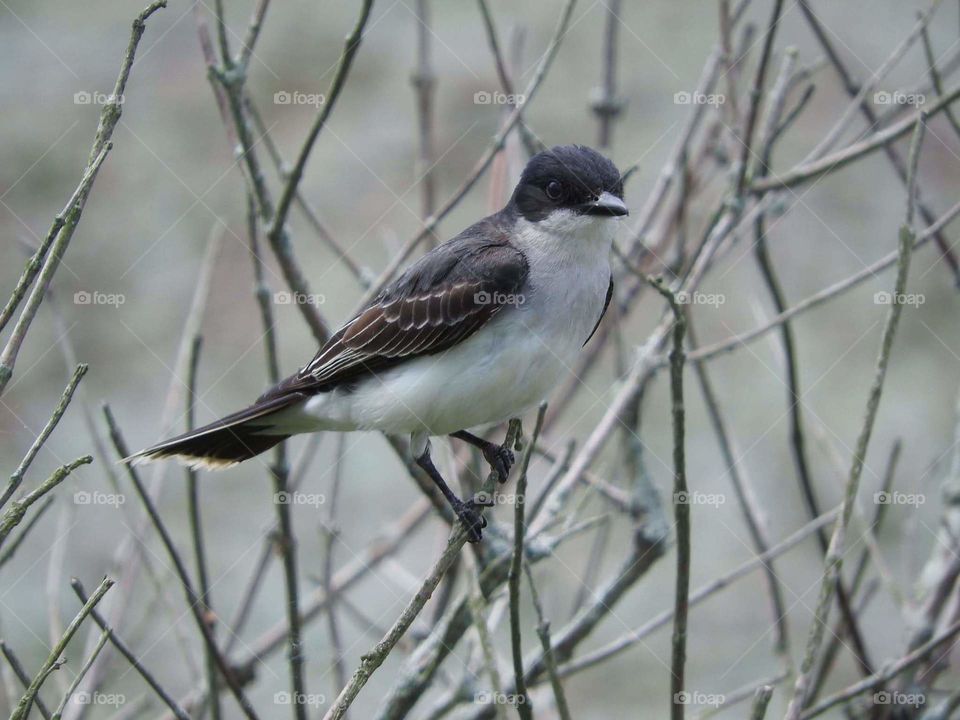 Kingbird