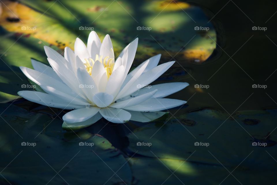 Water lily at sunset 