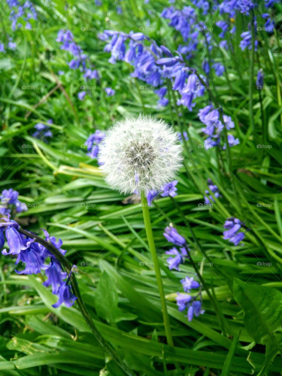 Close-up of dandelion and purple flowers