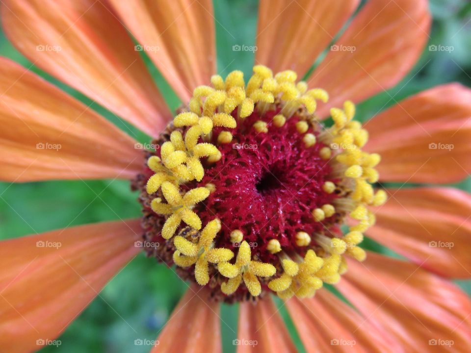 summer flowers, zinnias, different colors, cheerful and colorful