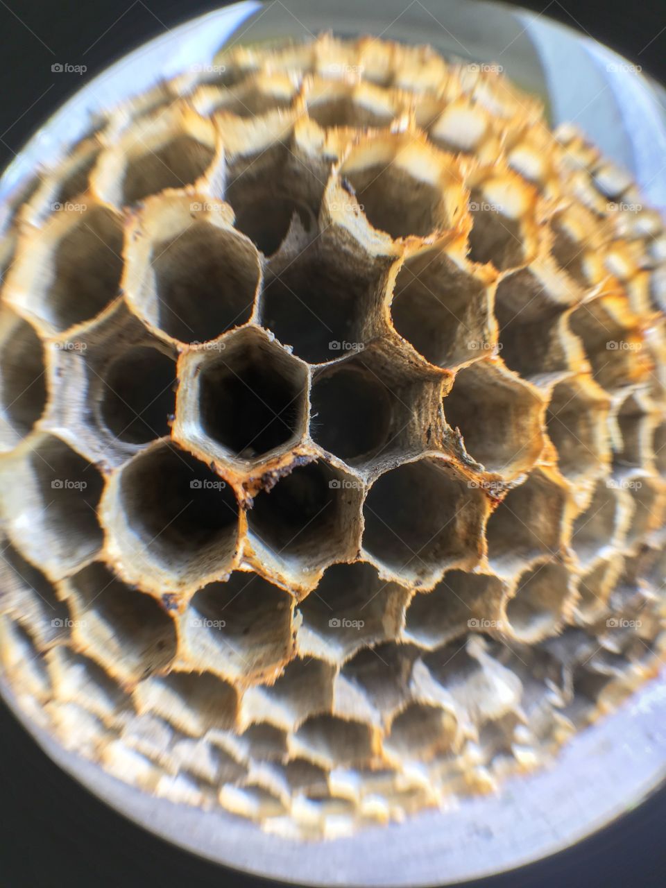 Wasp nest 