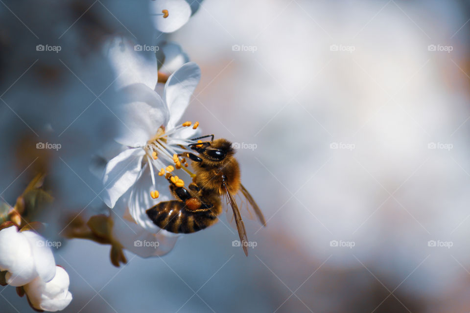 Bee on the  spring flower