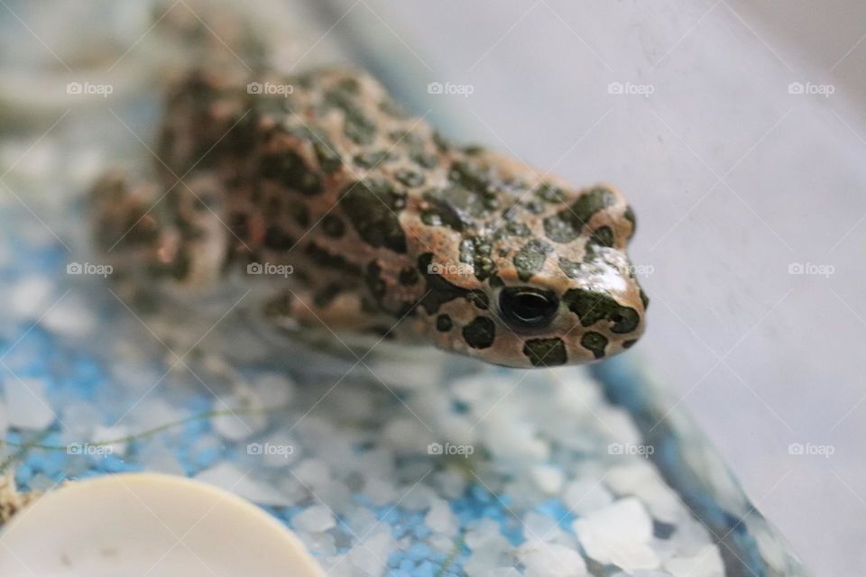 A green toad in the aquarium